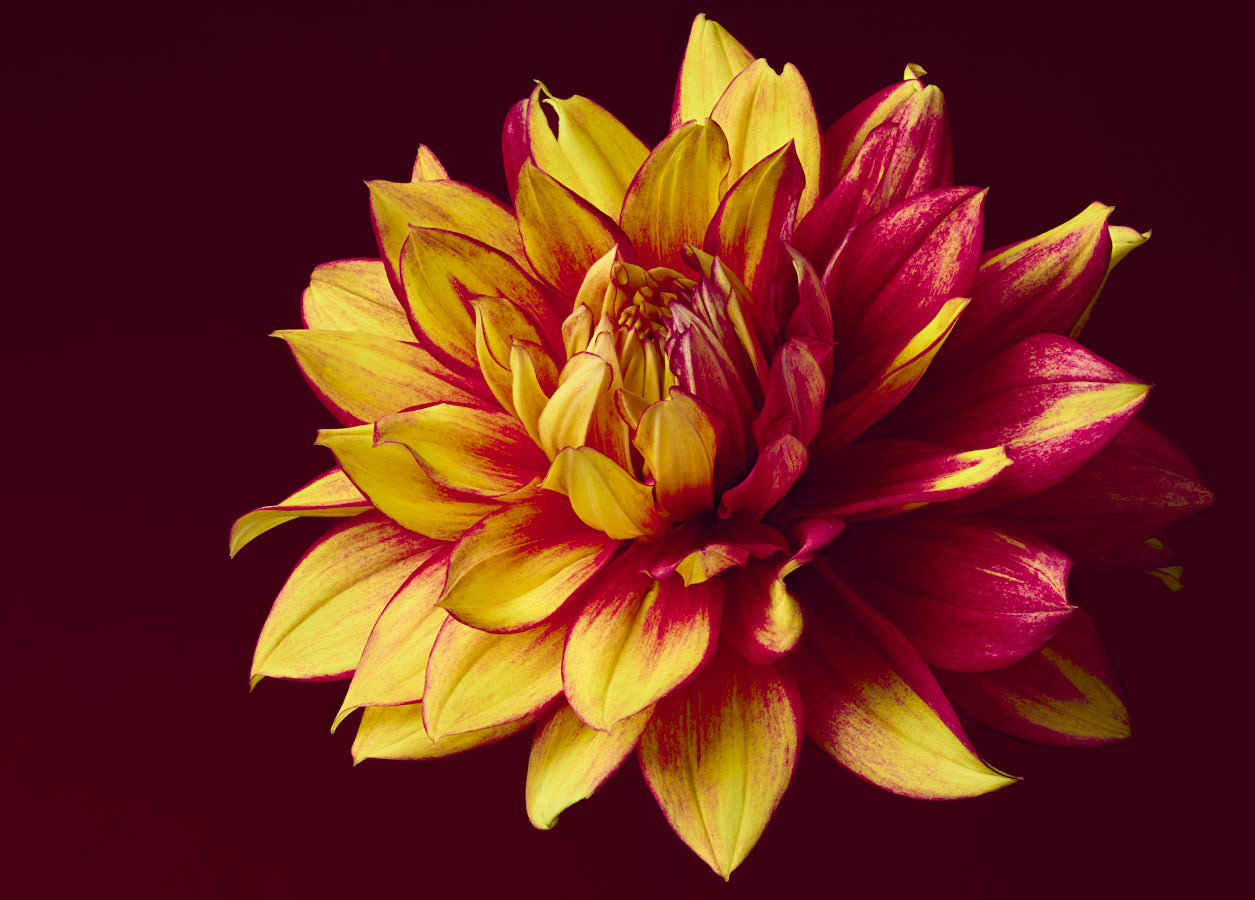 Dahlia