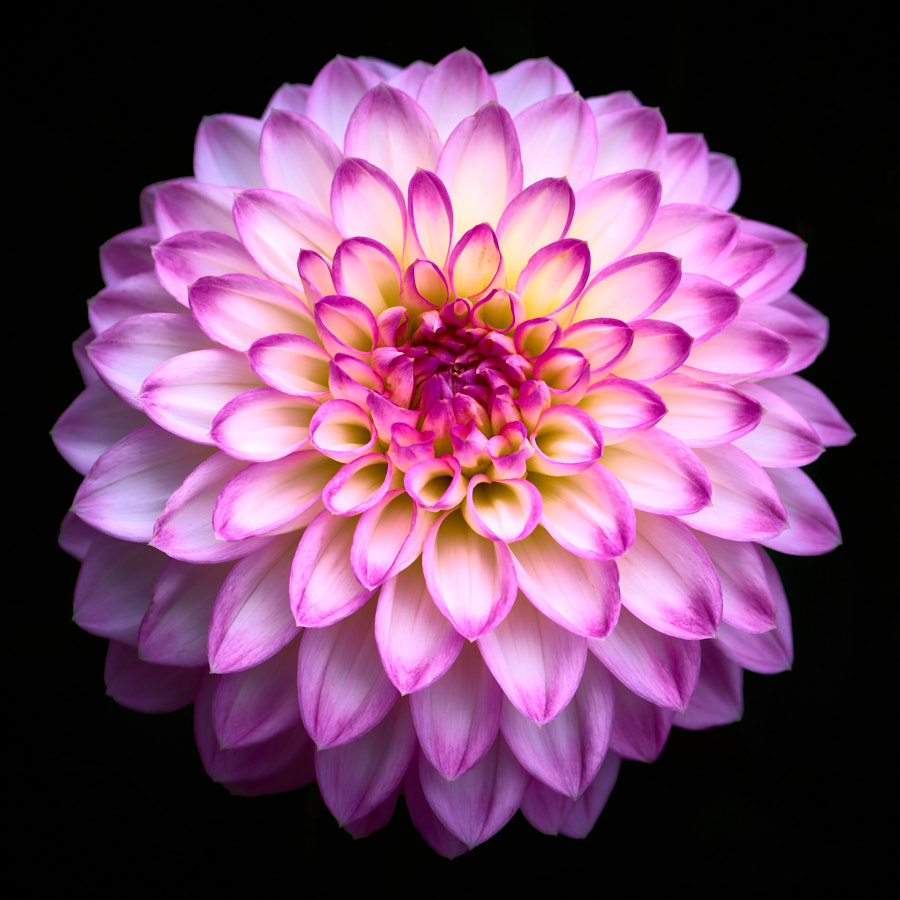 Dahlia