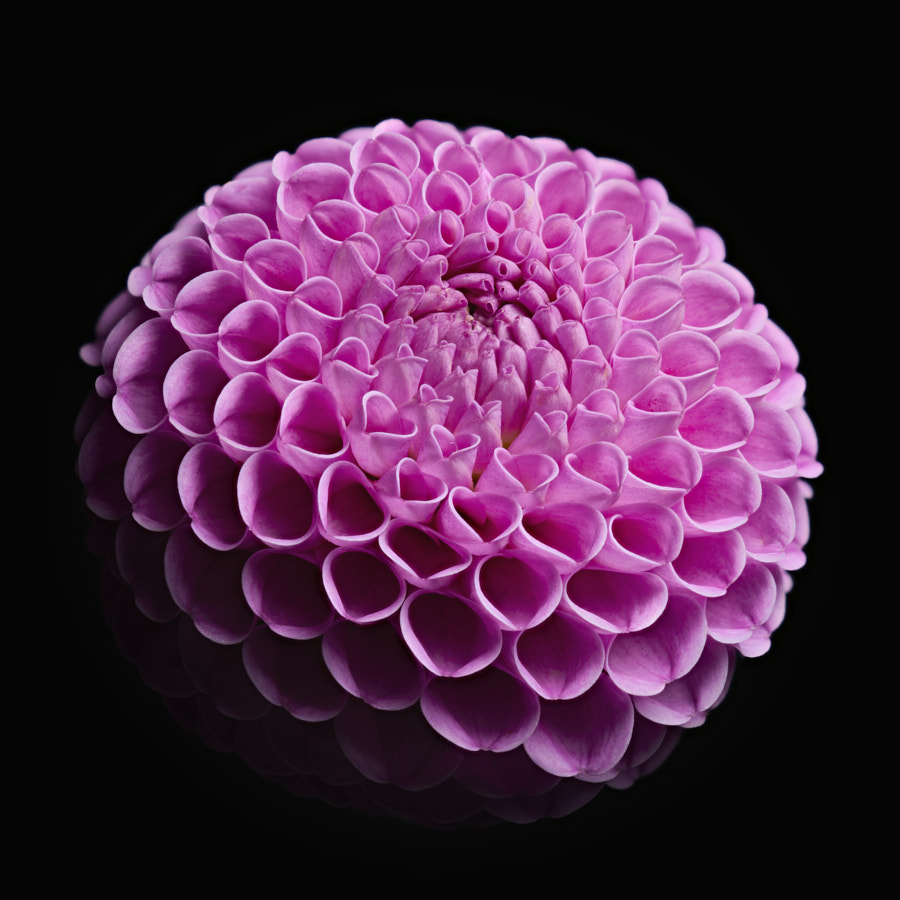 Dahlia
