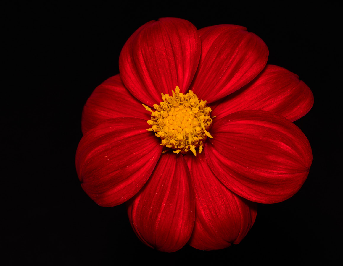 Dahlia