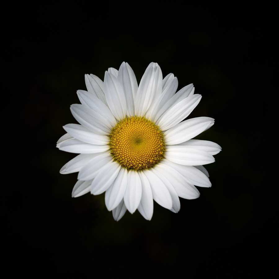 Daisy