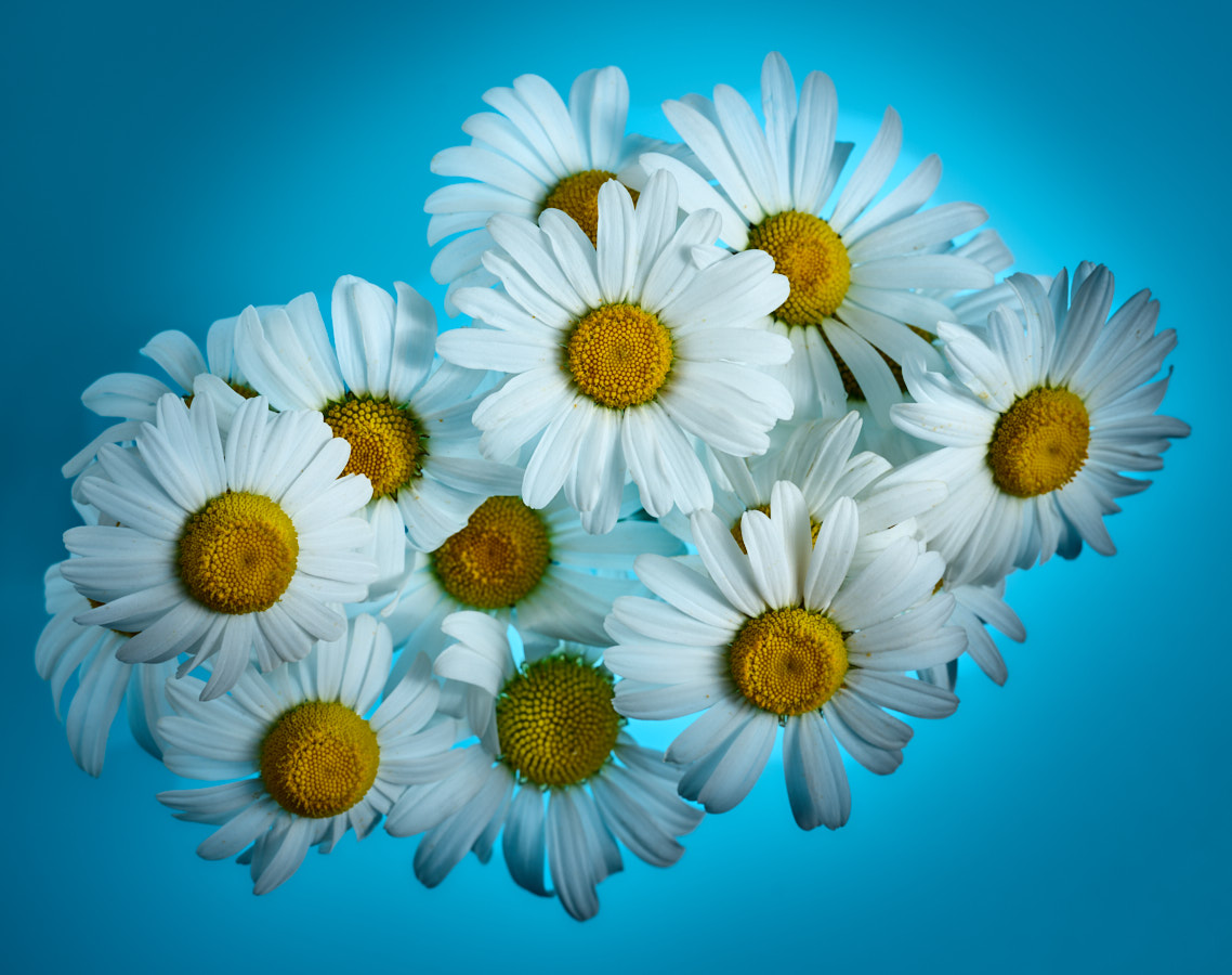 Daisy