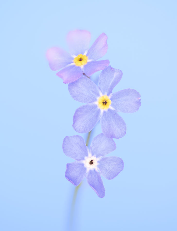 forget-me-not