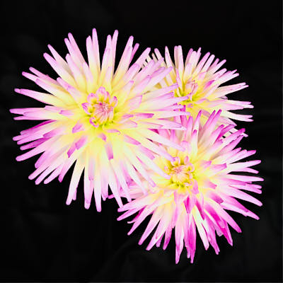 Dahlia