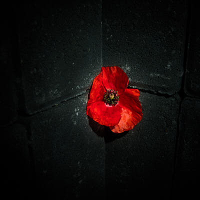 poppy