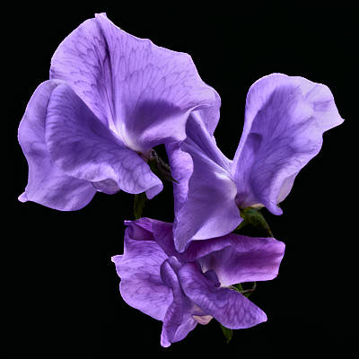 Sweet Pea