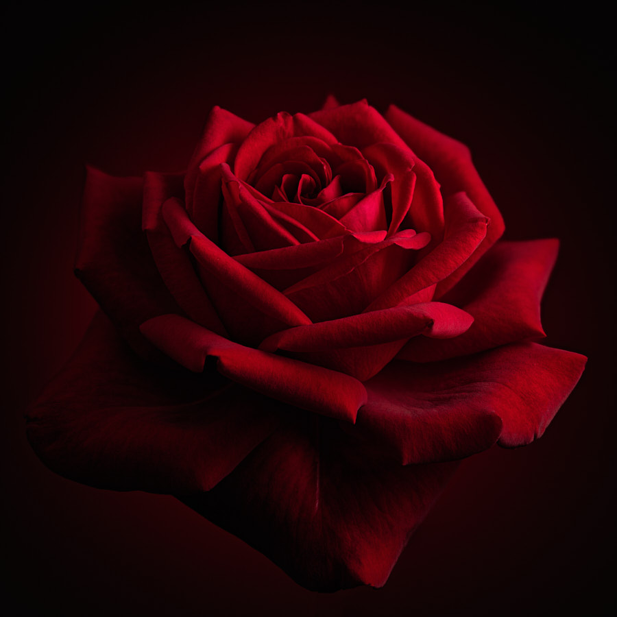 rose-16