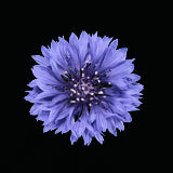 Cornflower, Flower