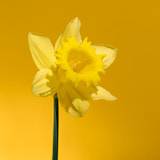 Daffodil, Tregarth, Wales