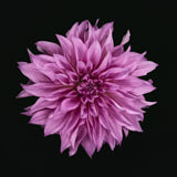 Dahlia, Tregarth, Wales