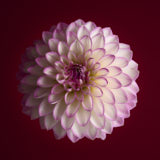 Dahlia, Tregarth, Wales