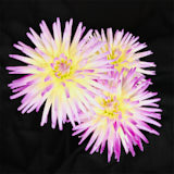 Dahlia, Tregarth, Wales