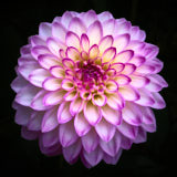 Dahlia, Tregath, Wales