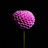 Dahlia, Tregarth, Wales
