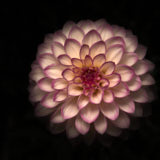 Dahlia, Tregarth, Wales