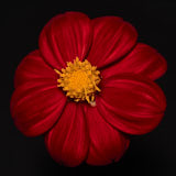 Dahlia, Tregarth, Wales