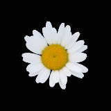 Daisy, flower
