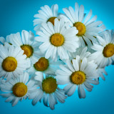 Daisy, Wales