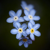 forget-me-not, flowers, wales