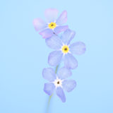 forget-me-not, Flower, Wales