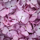 Hydrangea, flowers, wales