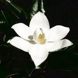 Magnolia, Bologna, Italy
