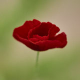 Poppy, Red