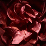 Flower, Rose, Wales