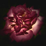 Rose, Flower, Wales