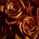 Flower, Rose, Wales