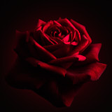 Tregarth, Wales, Rose