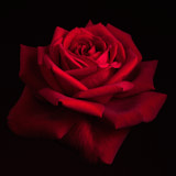Flower, Rose, Wales