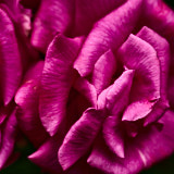 Rose, Wales