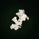 Sweet Pea, Tregarth, Wales