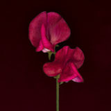 Sweet Pea, Tregath, Wales