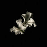 Sweet pea, Tregarth, Wales