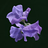 Sweetpea, Tregarth, Wales