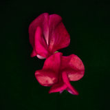 Sweet pea, Tregarth, Wales