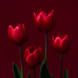 Tulip, Wales