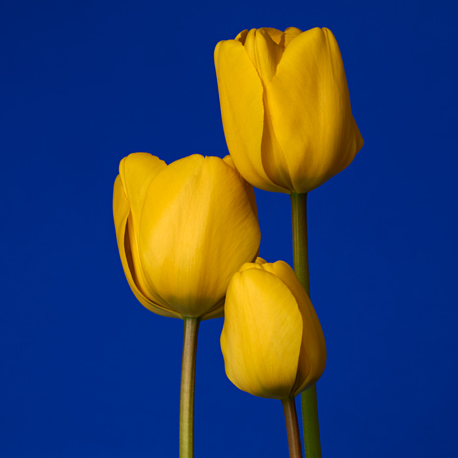 Tulip, Wales